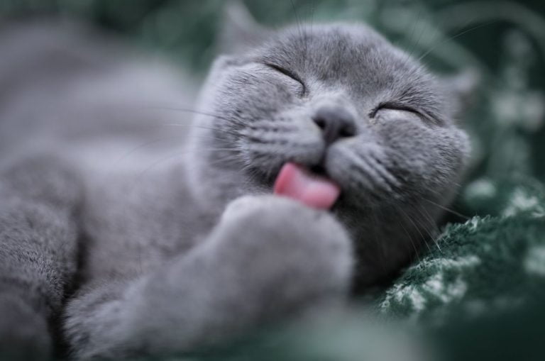 Jaki żwirek dla kota