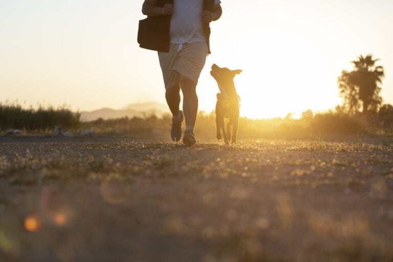 Jak często wyprowadzać psa?