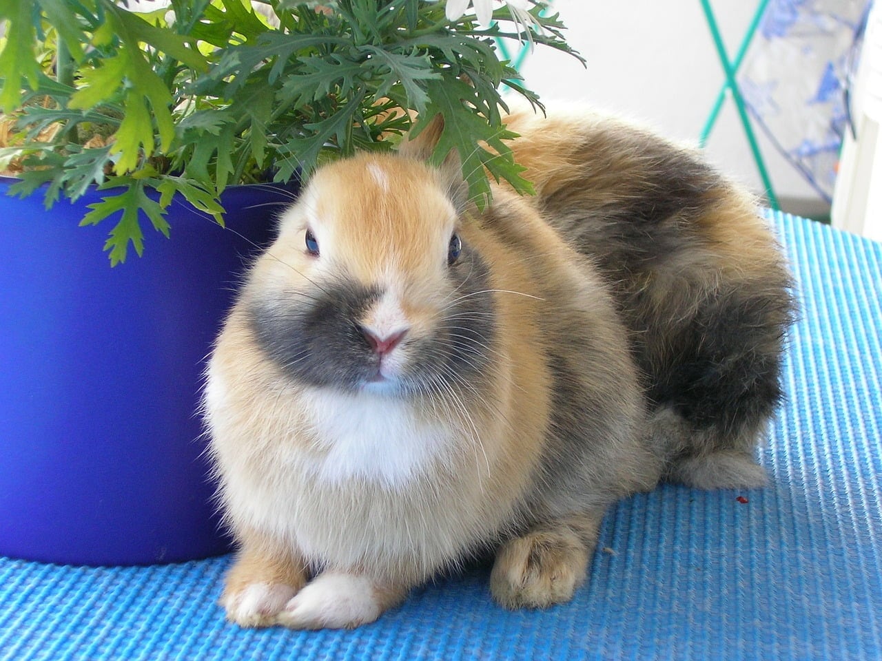 Jak oswoić królika