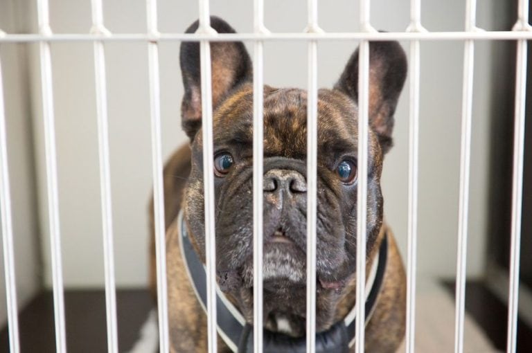 Jak przyzwyczaić psa do klatki?