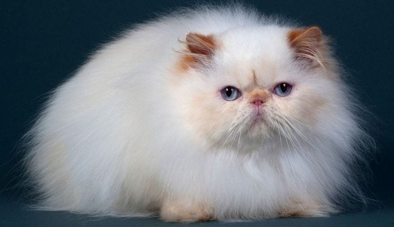 Rasy kotów - przewodnik po rasach