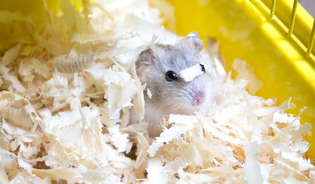 Trociny dla gryzoni