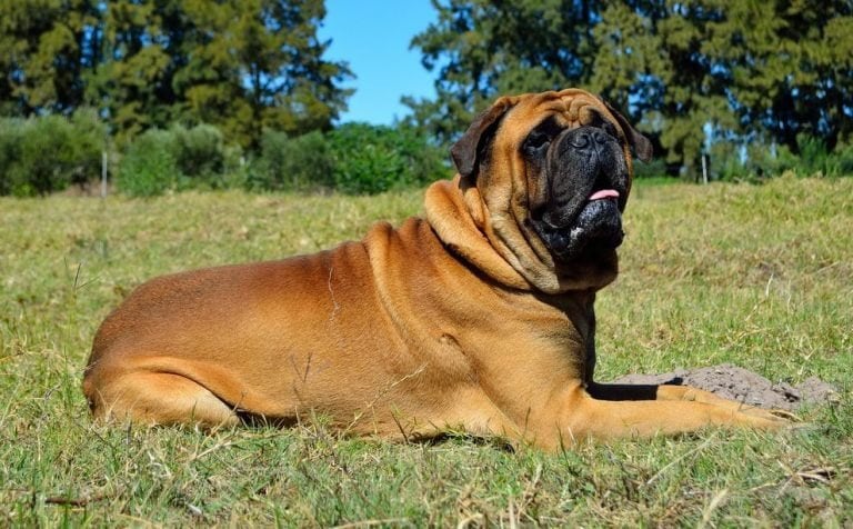 Padaczka u psów - epilepsja u psa