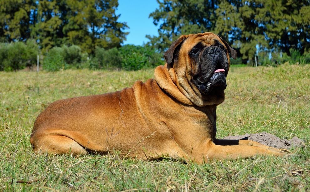 Padaczka u psów - epilepsja u psa