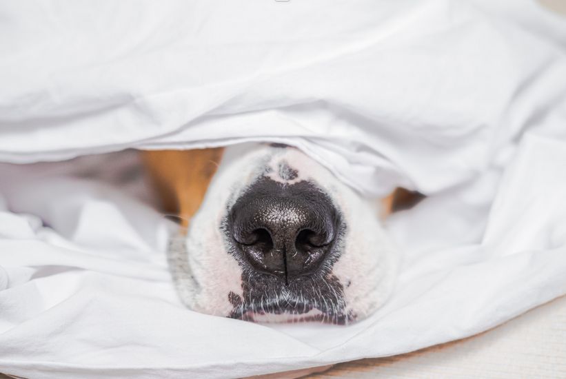 Utrata węchu u psa - objawy