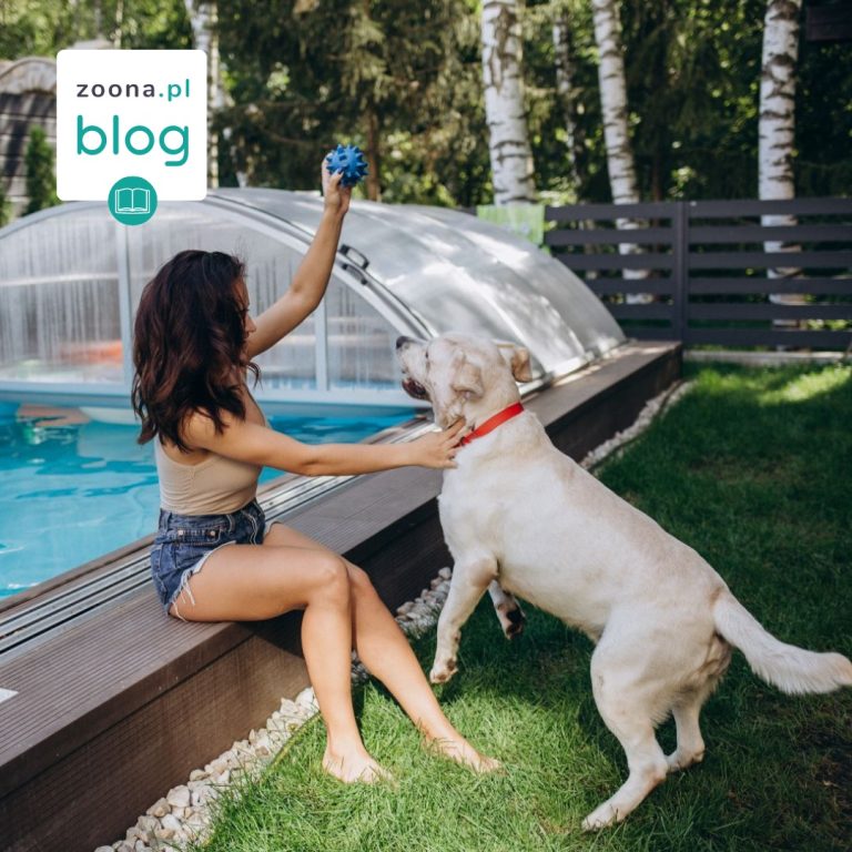 Basen ogrodowy dla psa – jak zapewnić bezpieczeństwo?