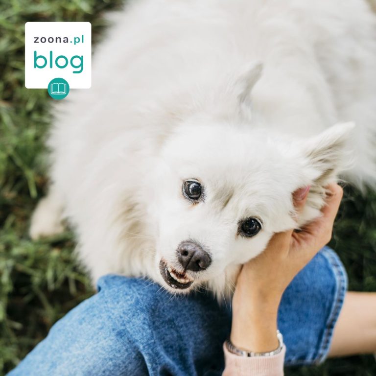 Dlaczego psy gryzą swój ogon