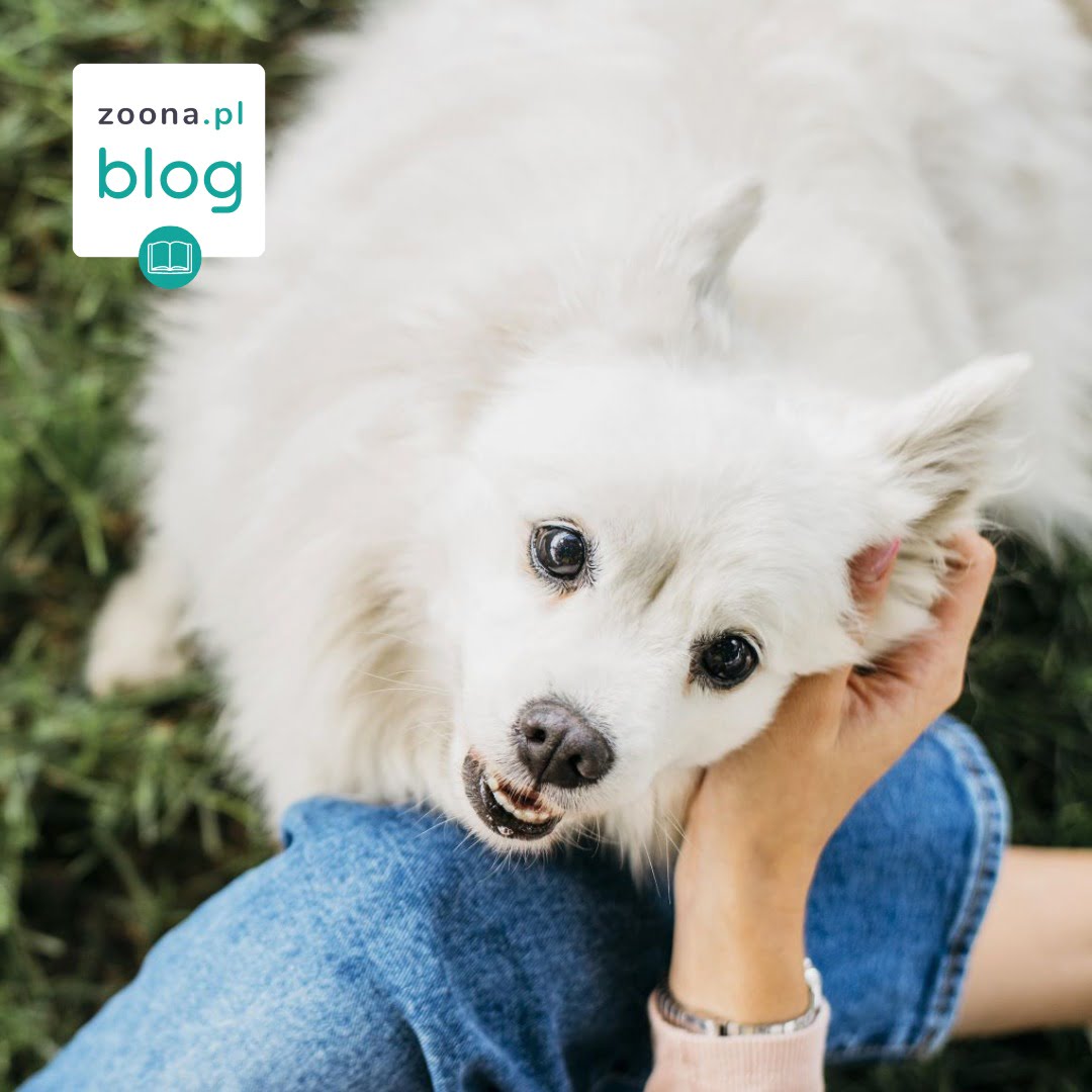 Dlaczego psy gryzą swój ogon