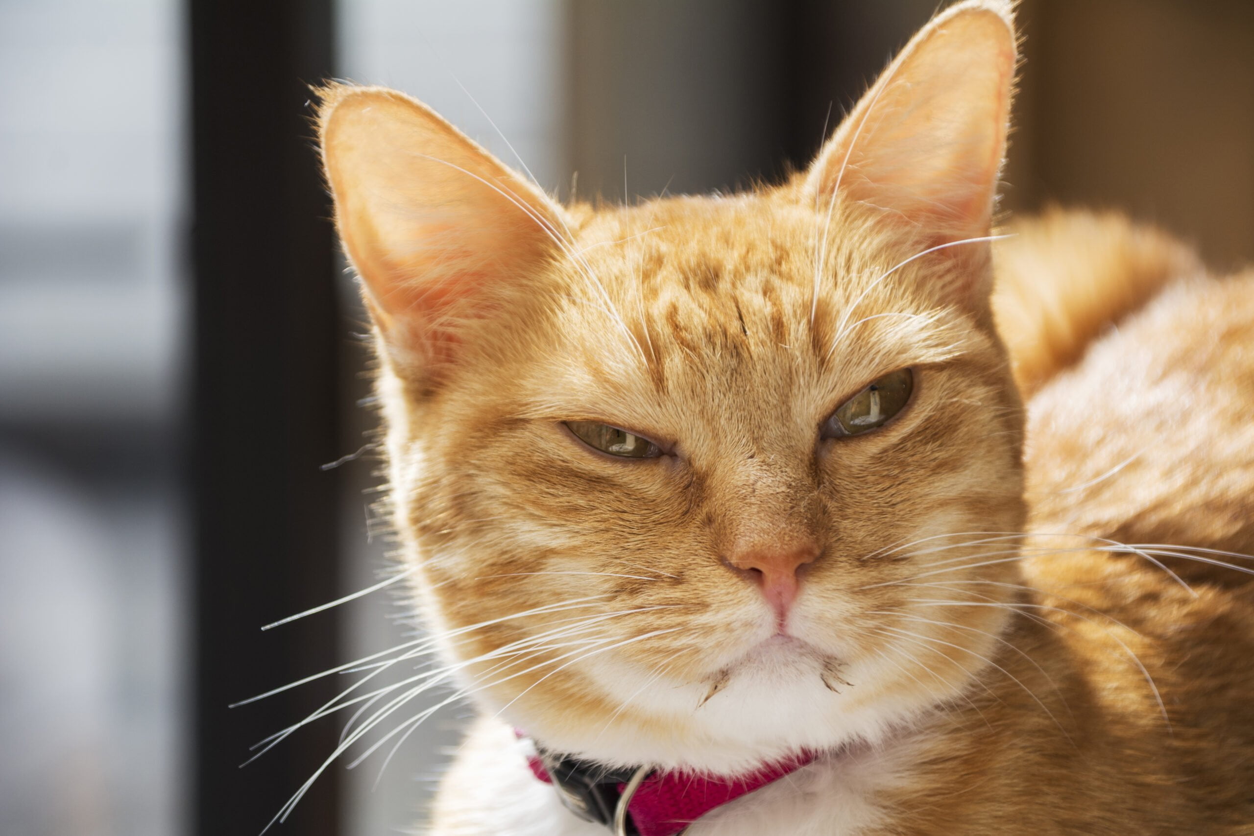 Dlaczego mój kot nie miauczy