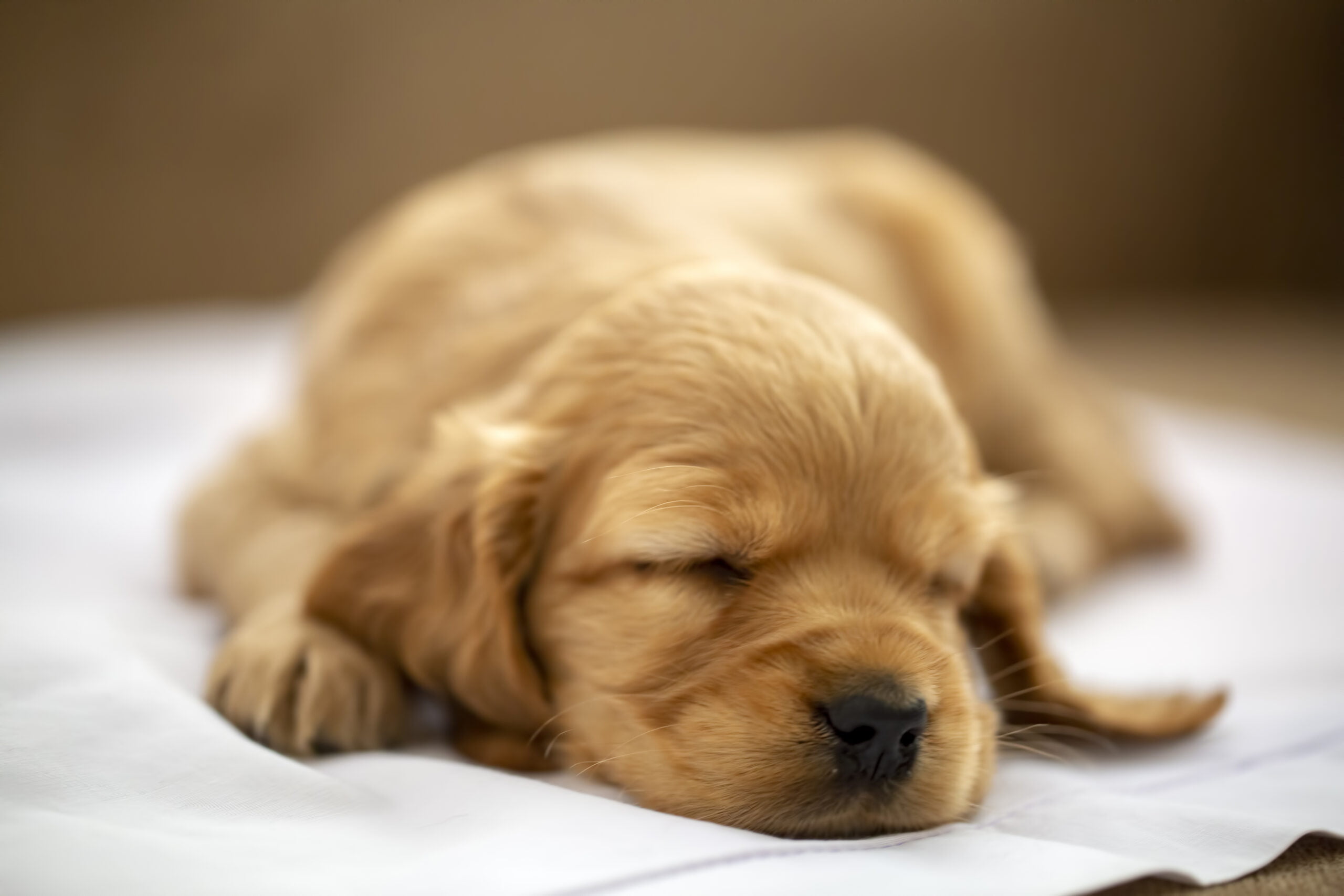 jak uśpić szczeniaka w ciągu kilku minut