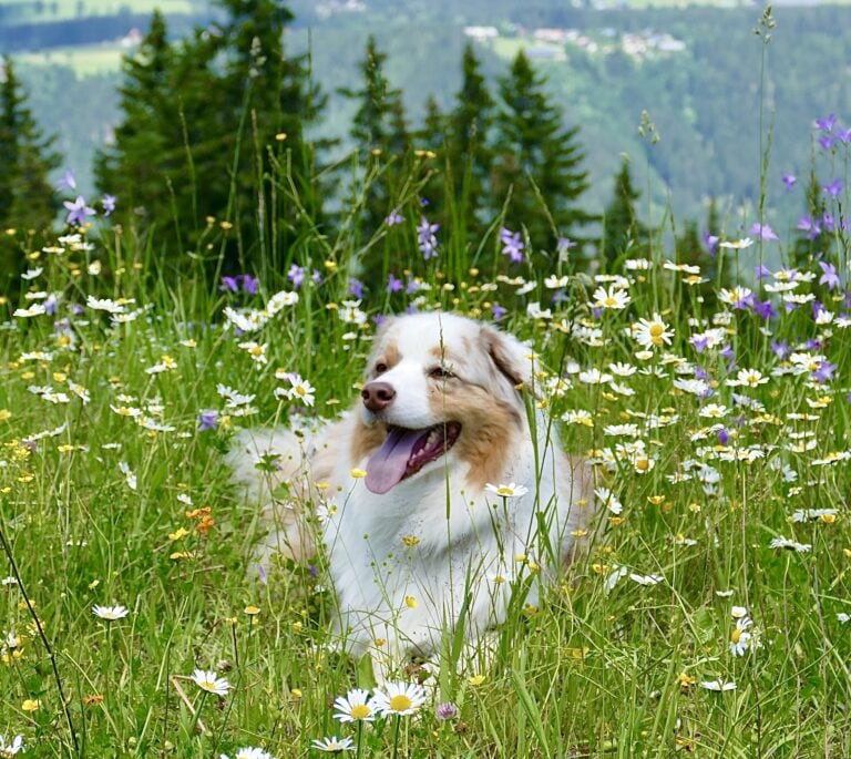 Obroża Foresto – Najlepsza ochrona dla Twojego pupila