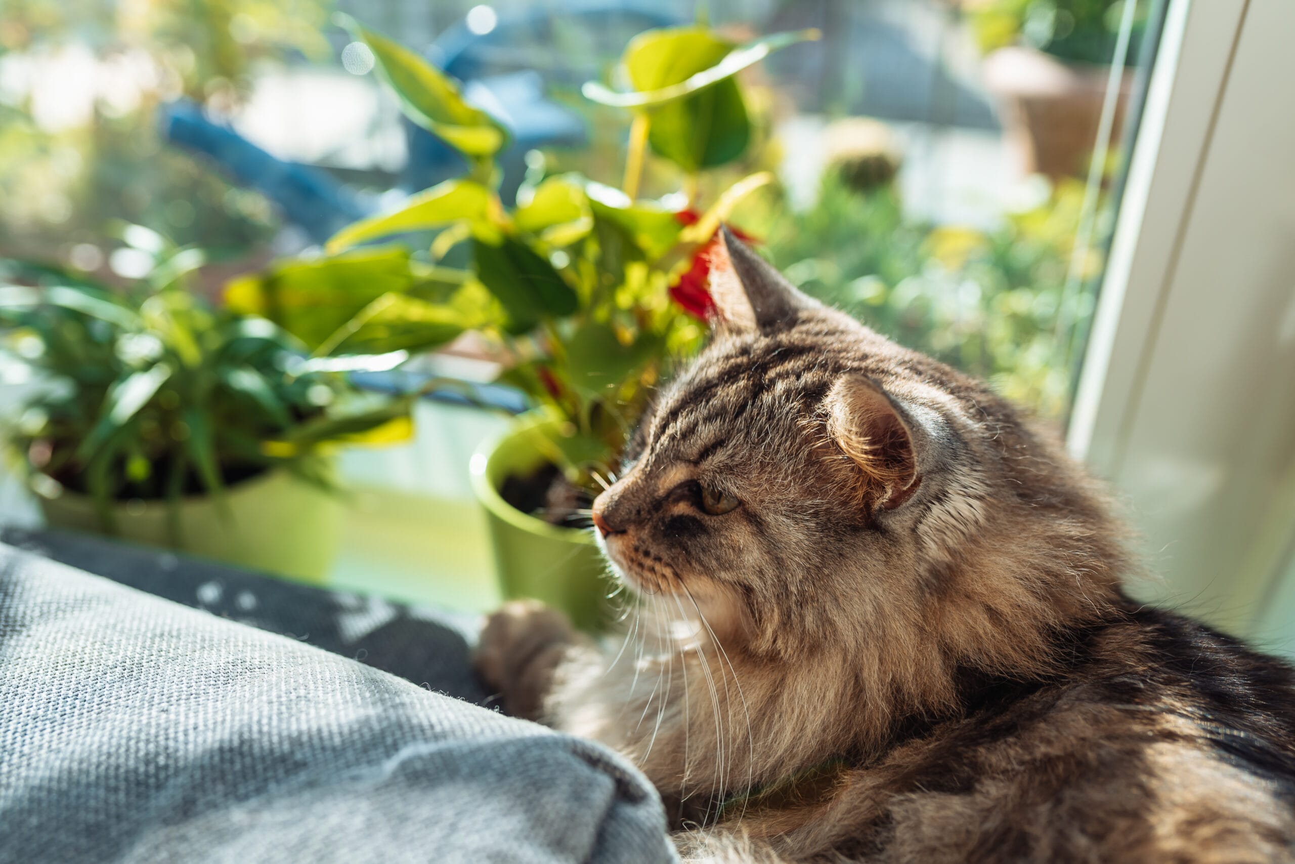 Czy warto stosować obroże przeciw pchłom u kotów, obroże foresto dla kotów